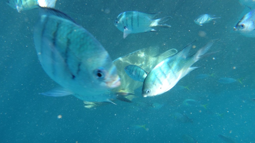 great barrier reef tour