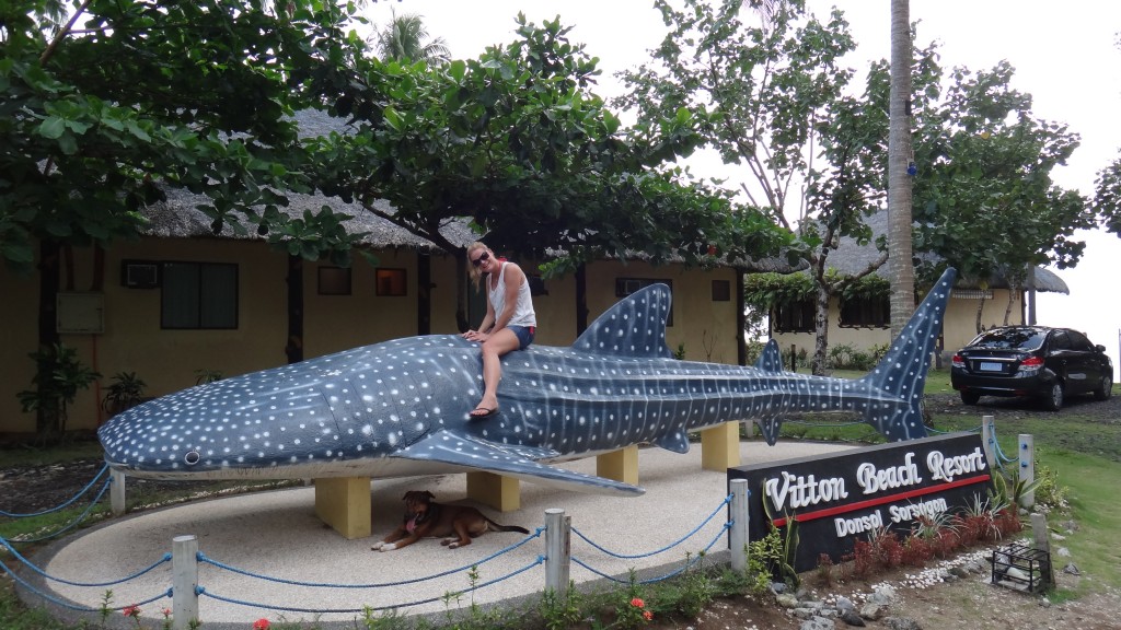 Swim with whale sharks in the Philippines
